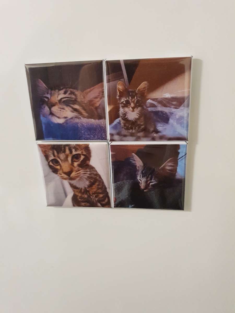 Fyrkantiga fotomagneter med kattbilder på en kylskåpsdörr